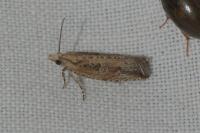 Bactra