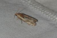 Eucosma gr. cana