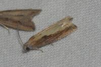 Eucosma obumbratana