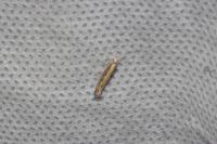 Plutella xylostella