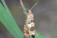 Epiblema