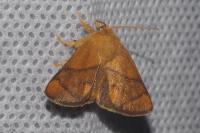 Apoda limacodes
