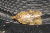 Epagoge grotiana