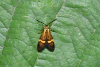 Nemophora degeerella