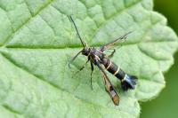 Synanthedon tipuliformis