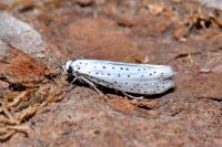 Yponomeuta evonymella
