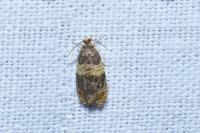 Celypha aurofasciana