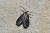 Proutia betulina