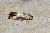 Pammene fasciana