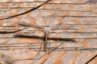 Emmelina monodactyla