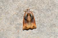 Archips podana