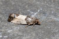 Spilonota ocellana