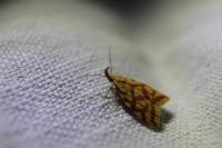 Hypercallia citrinalis