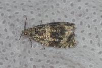 Celypha lacunana