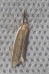 Pleurota bicostella