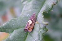 Dichrorampha petiverella