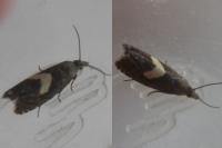 Dichrorampha petiverella