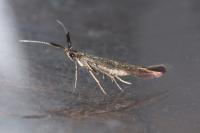 Coleophora mayrella