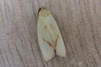 Agapeta hamana