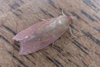 Celypha rosaceana