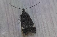 Dichomeris alacella