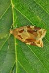 Archips xylosteana