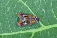 Olethreutes arcuella