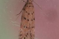 Pseudotelphusa paripunctella