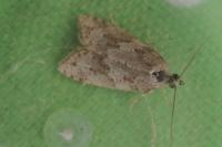 Cnephasia incertana