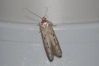 Hypatopa binotella