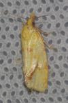 Agapeta hamana