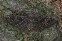 Alucita hexadactyla