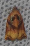 Archips podana