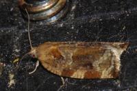Archips xylosteana