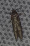 Blastobasis glandulella