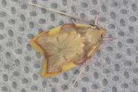 Carcina quercana