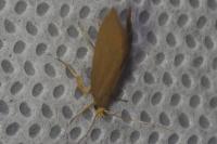 Crassa unitella