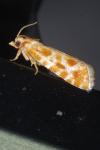 Rhyacionia buoliana