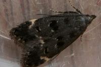 Dichomeris alacella