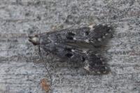 Dichomeris alacella