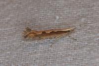 Plutella xylostella