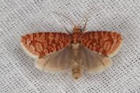 Lozotaeniodes formosana
