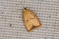 Acleris forsskaleana