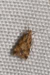 Brachmia blandella