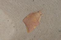 Carcina quercana