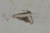 Coleophora ibipennella