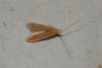 Coleophora