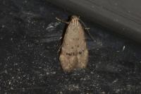 Teleiodes vulgella