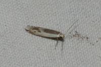 Thiotricha subocellea