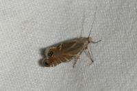 Glyphipterix thrasonella